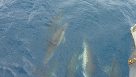 Caraibi traversata atlantica 2016 (108)