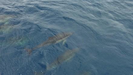 Caraibi traversata atlantica 2016 (110)