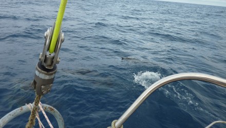Caraibi traversata atlantica 2016 (111)
