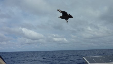 Caraibi traversata atlantica 2016 (94)