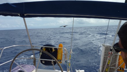 Caraibi traversata atlantica 2016 (96)